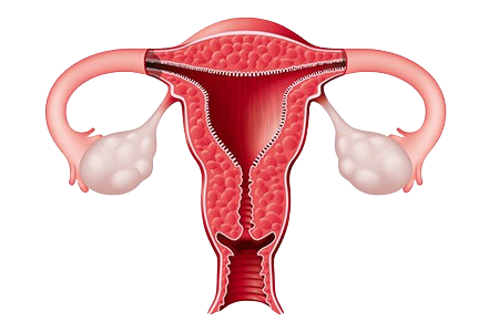 Uterus