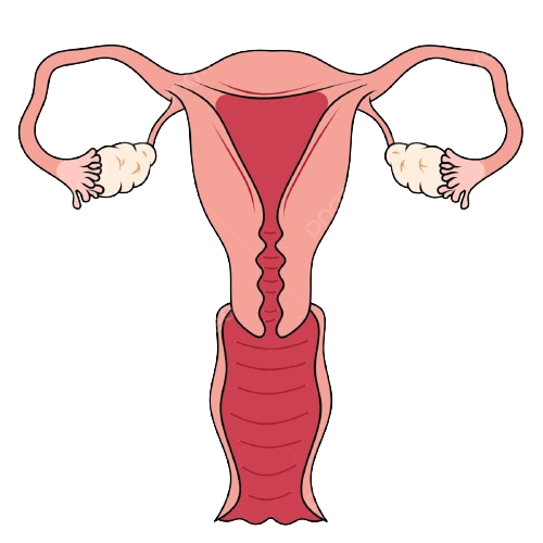 womb