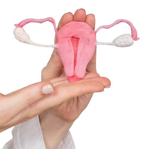 Yoni womb