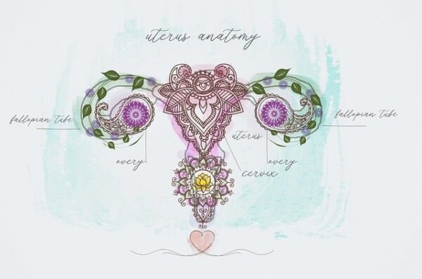 uterus