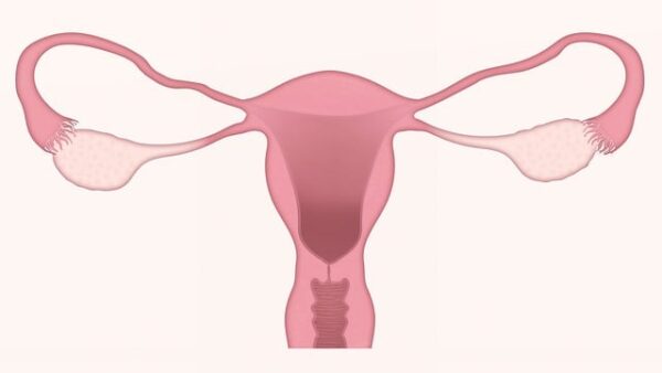 heart and womb