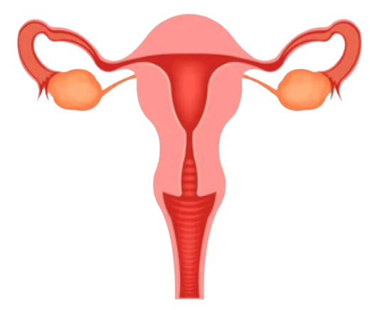 Ovaries